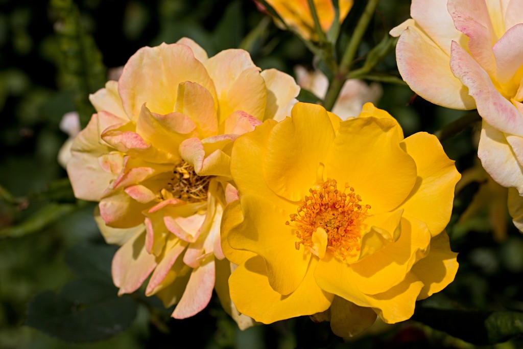 Rozentuin van Coloma